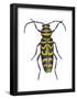 Long-Horned Beetle (Megacyllene Robiniae), Locust Borer, Insects-Encyclopaedia Britannica-Framed Poster