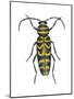 Long-Horned Beetle (Megacyllene Robiniae), Locust Borer, Insects-Encyclopaedia Britannica-Mounted Poster