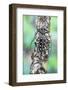 Long Horned Beetle on Lichen Branch-Darrell Gulin-Framed Photographic Print