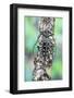 Long Horned Beetle on Lichen Branch-Darrell Gulin-Framed Photographic Print