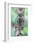 Long Horned Beetle on Lichen Branch-Darrell Gulin-Framed Photographic Print