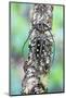 Long Horned Beetle on Lichen Branch-Darrell Gulin-Mounted Photographic Print