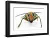 Long Horned Beetle Sternotomis Pulchra Ornata Head on View-Darrell Gulin-Framed Photographic Print