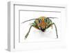 Long Horned Beetle Sternotomis Pulchra Ornata Head on View-Darrell Gulin-Framed Photographic Print