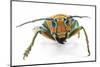 Long Horned Beetle Sternotomis Pulchra Ornata Head on View-Darrell Gulin-Mounted Photographic Print