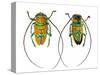 Long Horned Beetle Sternotomis Pulchra Ornata Top and Bottom View-Darrell Gulin-Stretched Canvas