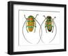 Long Horned Beetle Sternotomis Pulchra Ornata Top and Bottom View-Darrell Gulin-Framed Photographic Print