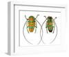 Long Horned Beetle Sternotomis Pulchra Ornata Top and Bottom View-Darrell Gulin-Framed Photographic Print