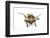 Long Horned Beetle Xylorrniza Adusta Head on View-Darrell Gulin-Framed Photographic Print