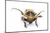 Long Horned Beetle Xylorrniza Adusta Head on View-Darrell Gulin-Mounted Photographic Print