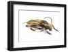 Long Horned Beetle Xylorrniza Adusta-Darrell Gulin-Framed Photographic Print