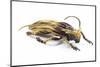 Long Horned Beetle Xylorrniza Adusta-Darrell Gulin-Mounted Photographic Print