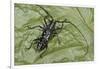 Long-Horned Beetle, Yasuni NP, Amazon Rainforest, Ecuador-Pete Oxford-Framed Photographic Print