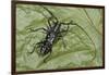 Long-Horned Beetle, Yasuni NP, Amazon Rainforest, Ecuador-Pete Oxford-Framed Photographic Print