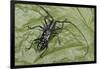 Long-Horned Beetle, Yasuni NP, Amazon Rainforest, Ecuador-Pete Oxford-Framed Photographic Print