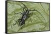 Long-Horned Beetle, Yasuni NP, Amazon Rainforest, Ecuador-Pete Oxford-Framed Stretched Canvas