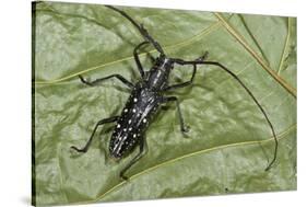 Long-Horned Beetle, Yasuni NP, Amazon Rainforest, Ecuador-Pete Oxford-Stretched Canvas