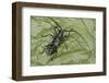 Long-Horned Beetle, Yasuni NP, Amazon Rainforest, Ecuador-Pete Oxford-Framed Photographic Print