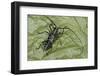 Long-Horned Beetle, Yasuni NP, Amazon Rainforest, Ecuador-Pete Oxford-Framed Photographic Print
