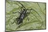 Long-Horned Beetle, Yasuni NP, Amazon Rainforest, Ecuador-Pete Oxford-Mounted Photographic Print