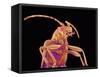 Long-horned beetle-Micro Discovery-Framed Stretched Canvas