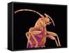 Long-horned beetle-Micro Discovery-Framed Stretched Canvas