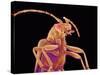 Long-horned beetle-Micro Discovery-Stretched Canvas