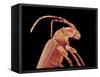 Long-horned beetle-Micro Discovery-Framed Stretched Canvas