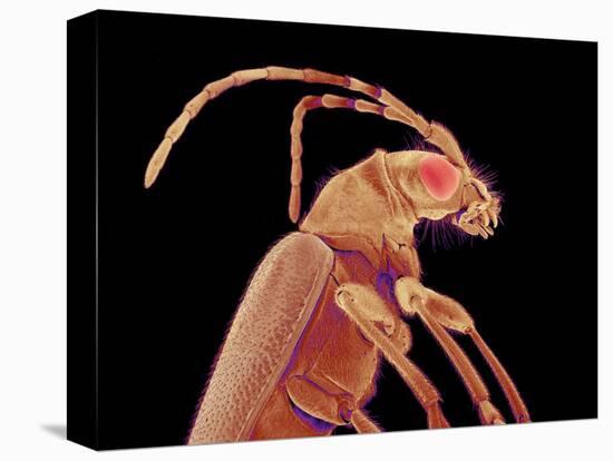 Long-horned beetle-Micro Discovery-Stretched Canvas