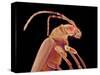 Long-horned beetle-Micro Discovery-Stretched Canvas