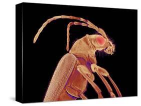 Long-horned beetle-Micro Discovery-Stretched Canvas