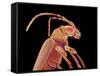 Long-horned beetle-Micro Discovery-Framed Stretched Canvas