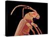 Long-horned beetle-Micro Discovery-Stretched Canvas