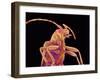 Long-horned beetle-Micro Discovery-Framed Photographic Print