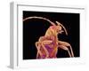 Long-horned beetle-Micro Discovery-Framed Photographic Print