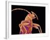 Long-horned beetle-Micro Discovery-Framed Photographic Print