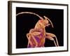 Long-horned beetle-Micro Discovery-Framed Photographic Print