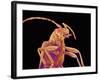 Long-horned beetle-Micro Discovery-Framed Photographic Print