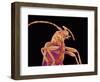 Long-horned beetle-Micro Discovery-Framed Photographic Print