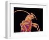 Long-horned beetle-Micro Discovery-Framed Photographic Print