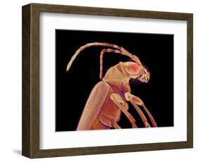 Long-horned beetle-Micro Discovery-Framed Photographic Print