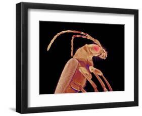 Long-horned beetle-Micro Discovery-Framed Photographic Print