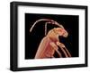 Long-horned beetle-Micro Discovery-Framed Photographic Print