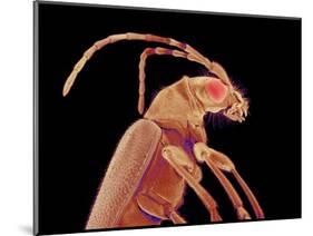 Long-horned beetle-Micro Discovery-Mounted Photographic Print