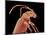 Long-horned beetle-Micro Discovery-Mounted Photographic Print
