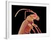 Long-horned beetle-Micro Discovery-Framed Photographic Print