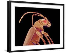 Long-horned beetle-Micro Discovery-Framed Photographic Print