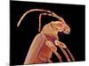 Long-horned beetle-Micro Discovery-Mounted Photographic Print