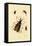 Long-Horned Beetles, 1833-39-null-Framed Stretched Canvas