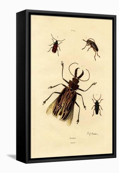 Long-Horned Beetles, 1833-39-null-Framed Stretched Canvas